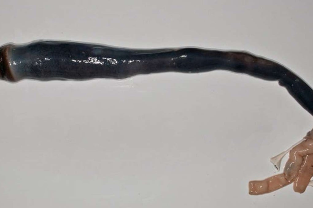 The giant shipworm removed from its shell, showing its distinctive black colouration. This specimen is more than a metre long. Phot: Marvin Altamia