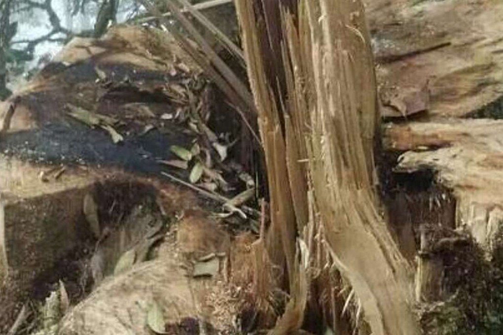 Villagers felled an endangered magnolia to use the wood. Photo: Handout