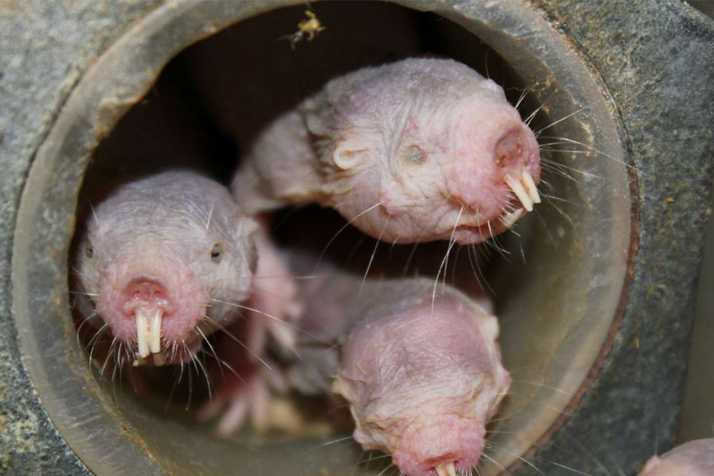 Naked mole-rats are seen in a University of Illinois at Chicago laboratory. The species has a bizarre ability to survive on almost no oxygen by adopting survival tactics more commonly seen in plants. Photo: Reuters