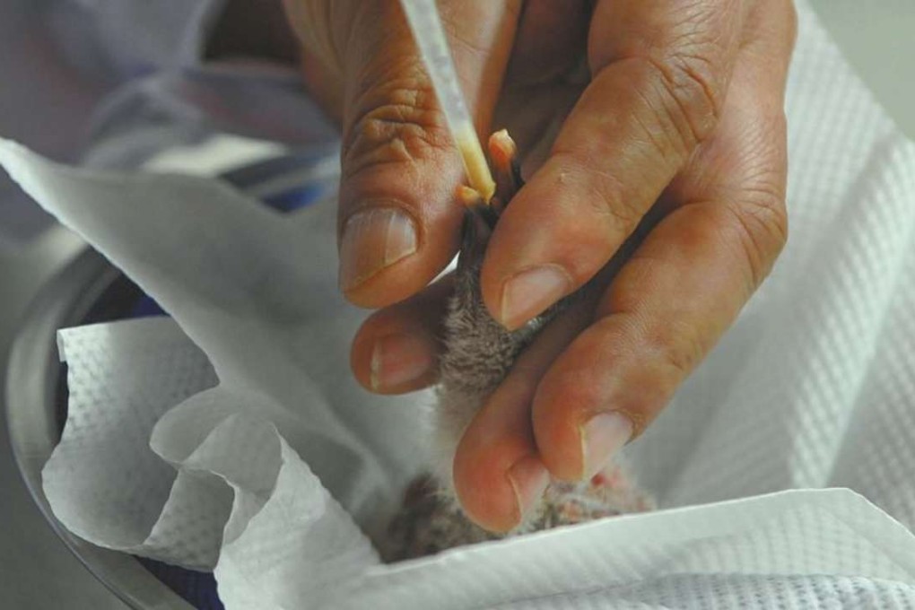 The tiny chick is fed at the centre. Photo: Sohu.com