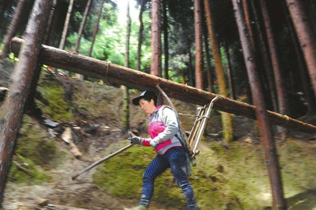 Kou carries two full-length logs of wood out of the forest each time, doing so six or seven times a day. Photo: Handout