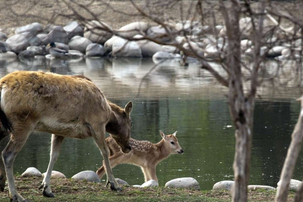 A female Milu deer tends to a fawn at the Beijing Milu Ecological Research Centre. Photo: Associated Press