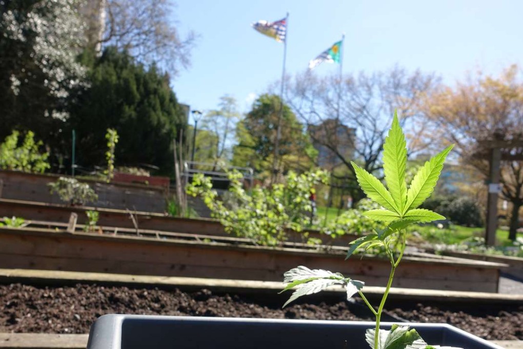 Cannabis plants are seen at the Vancouver City Hall community garden, in British Columbia, Canada, on Monday April 24. The plants, about 20cm high, were growing in planter boxes alongside rows of lettuce and decorative hyacinths. Photo: Ian Young