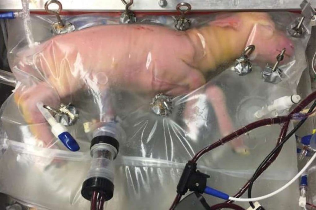 A photo made available by Children's Hospital of Philadelphia shows a lamb at 107 days of gestation inside an artifical womb. The photo shows the lamb on its fourth day inside the apparatus. The photo in the story below shows the same lamb on its 28th day in the device. Photo: EPA