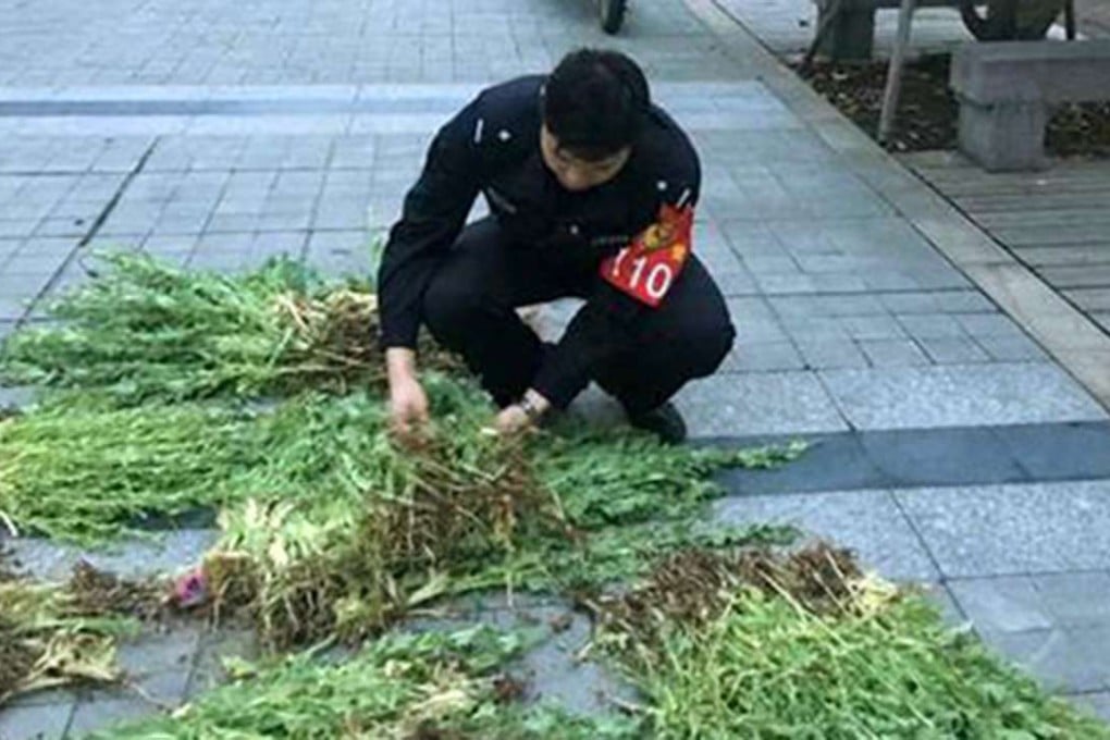 A police officer handles the opium poppy plants taken from the elderly man’s farm in Shaoxing, Zhejiang province. Photo: Handout