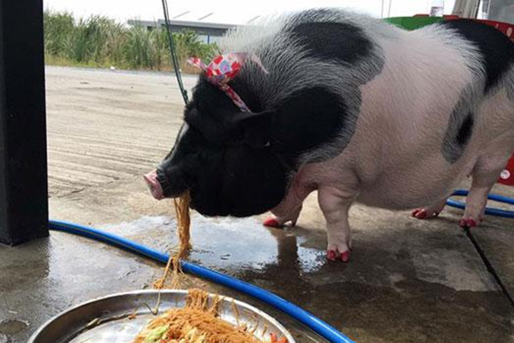 Junior, the 8-month-old pet "mini-pig", enjoys a meal of fried noodles from her own, special tray. Photo: @Pigjuniorr Facebook page