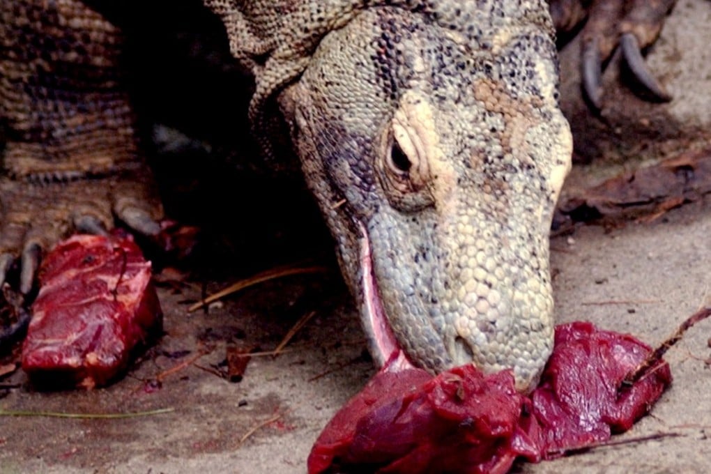 The Komodo dragon: the world’s largest lizard. Photo: AFP