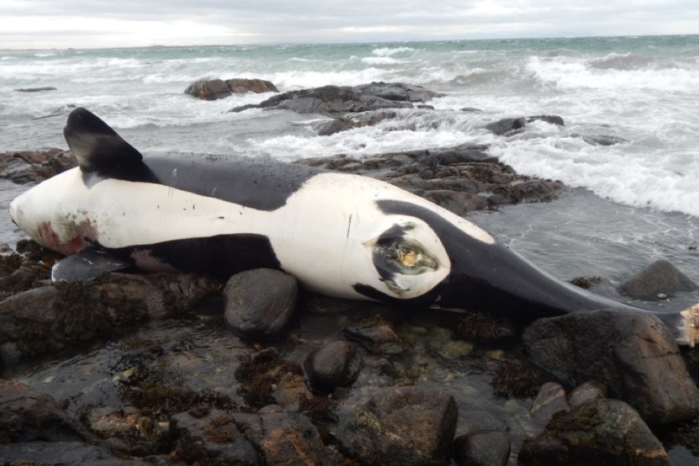The orca known as Lulu was washed ashore on the Scottish island of Tiree in January 2016. Photo: John Bowler / RSPB Scotland