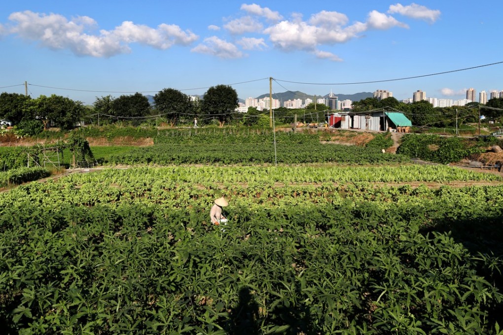 A farmer works on his crops in the New Territories in 2013. It is estimated that a group of private developers holds nearly 1,000 hectares of undeveloped land, mostly farmland in the New Territories. Photo: Dickson Lee