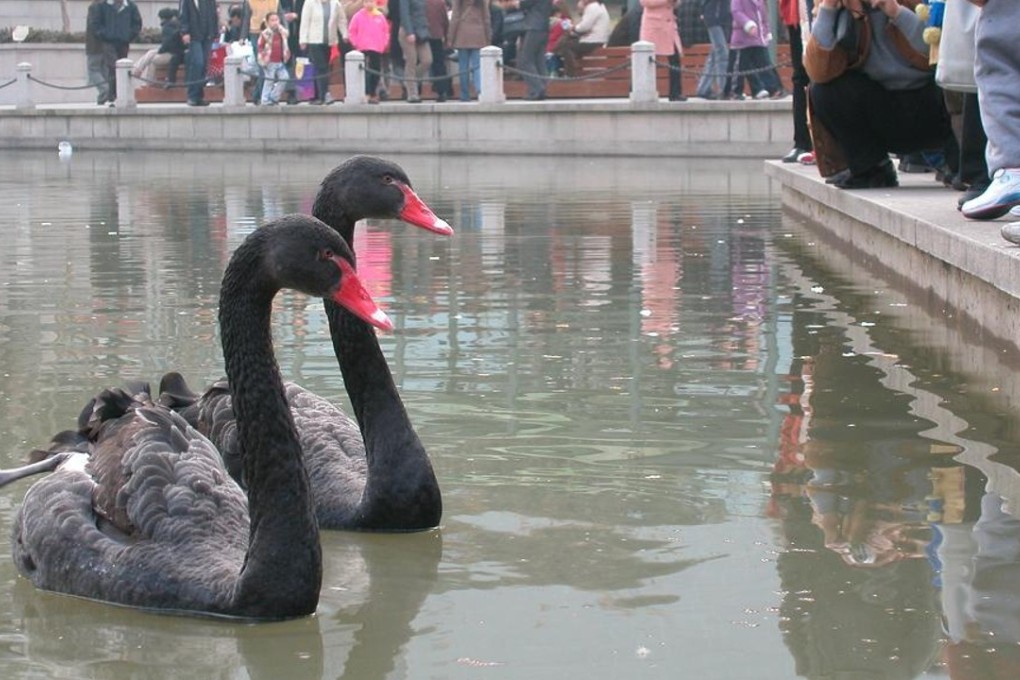 A file picture of black swans. Photo: Handout