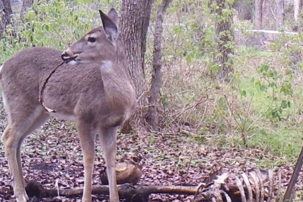 A young deer gnaws on a human rib bone in January 2015 at a Texas “body farm”, where the process of human decomposition is observed by scientists. Photo: Meckel et al / John Wiley & Sons