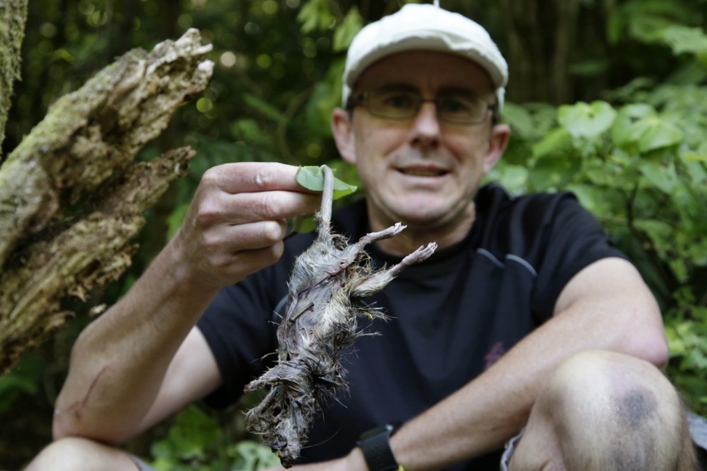 Polhill Reserve volunteer Sean Martin holds the remains of a rat that was captured in traps in bushland in central Wellington. Photo: AP