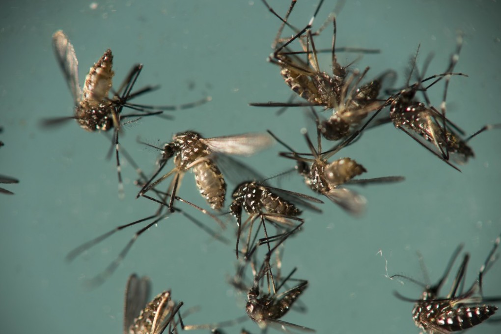 Aedes aegypti mosquitoes, responsible for transmitting Zika, sit in a petri dish at the Fiocruz Institute in Recife, Brazil. Photo: AP