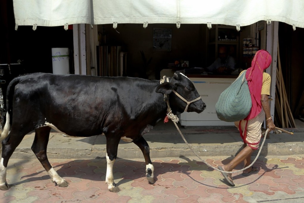 An Indian woman walks a cow in Mumbai last month. Human rights groups have expressed concern over the attacks in India by self-appointed “cow protectors” against Muslims and members of the lower castes over rumours that they had sold, bought or killed cows for beef. Photo: AP
