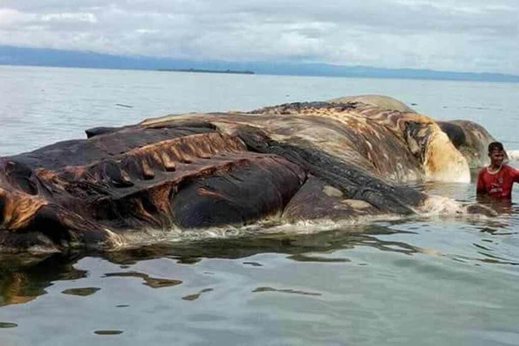 Giant sea MONSTER carcass washes up on beach stunning divers - Daily Star