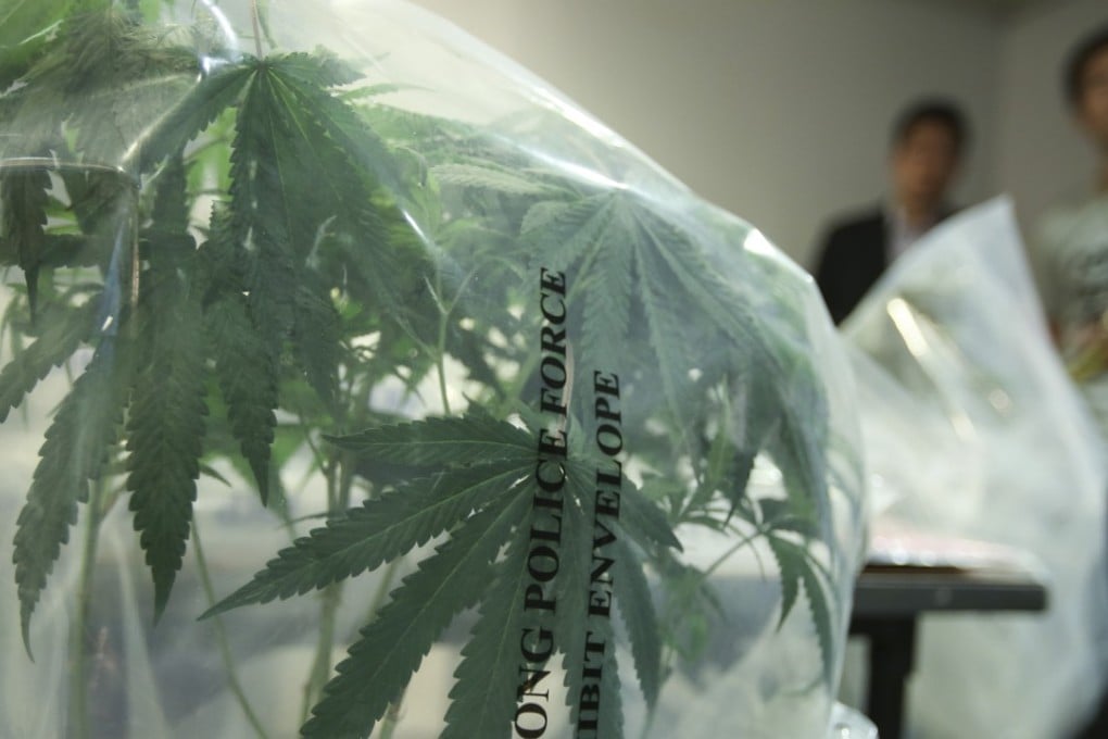 Officers display some of the marijuana plants seized from the two factory units. Photo: Sam Tsang