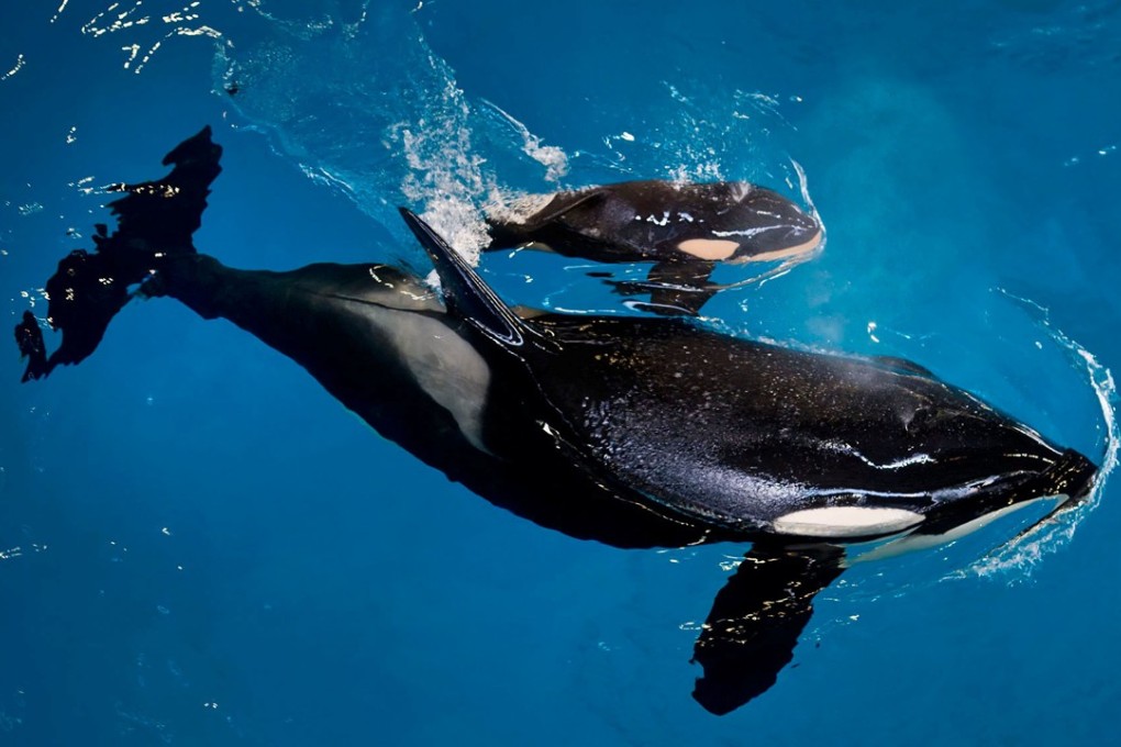SeaWorld San Antonio’s orca Takara swims with her new calf – the last to be born at a SeaWorld park – in San Antonio, Texas, on April 19. SeaWorld announced last year it was ending its breeding programme for killer whales. Photo: SeaWorld/Handout via Reuters