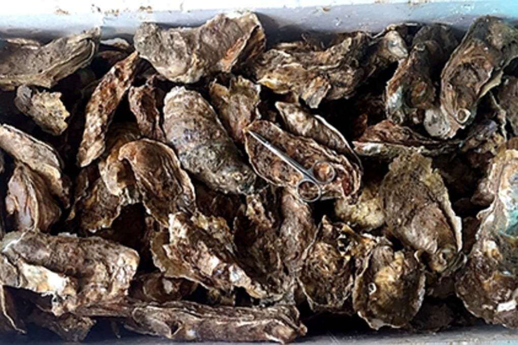 Many of the Suminoe oyster beds in China were permanently destroyed by engineering projects. Photo: Handout