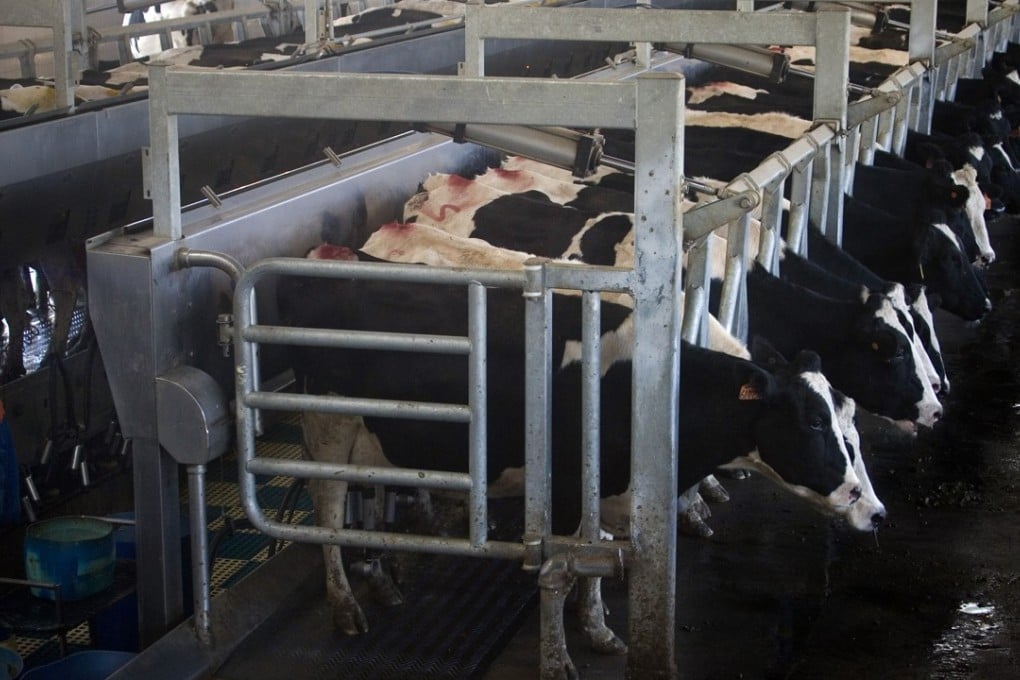 Mengniu is selling exchangeable bonds that will not only raise funds to pay debts but also, at the same time, cut its stake in Modern Dairy. Photo: AP