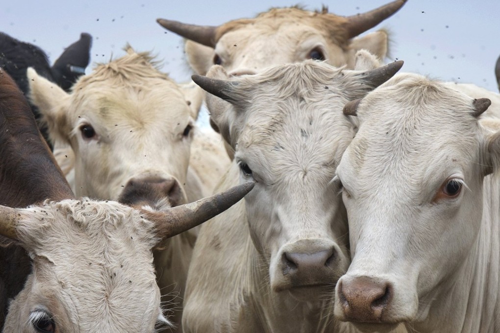 Cattle crowd together in a holding pen before being loaded into trucks in Kansas. A deal to restart US beef exports to China could be in place by June. Photo: Kansas City Star/MCT
