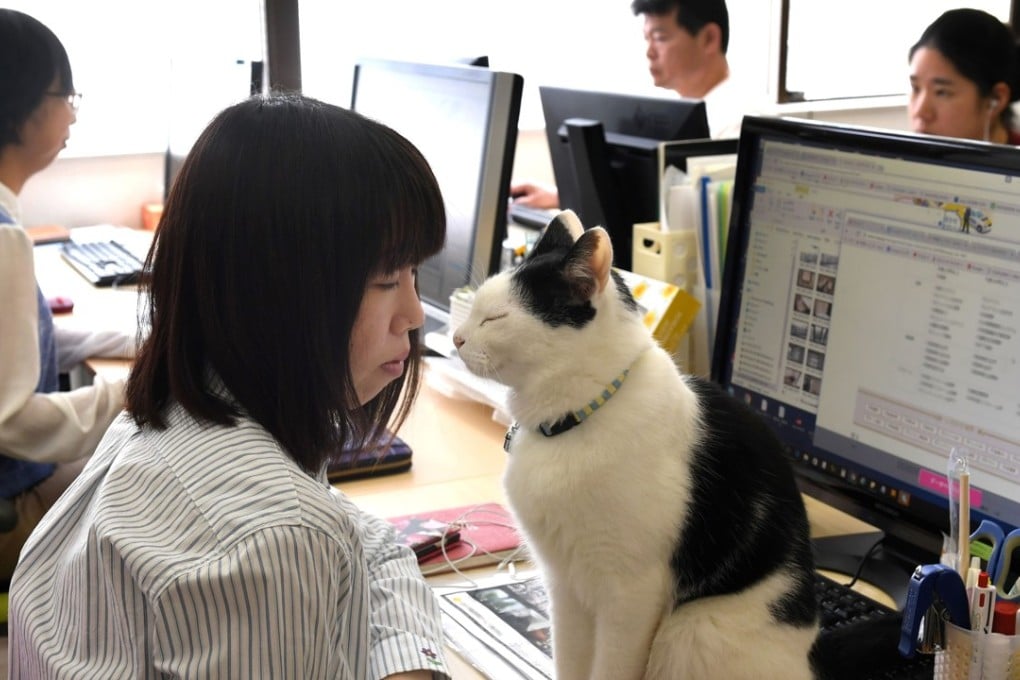 Workaholic Japan is known for long office hours and stressed out employees, but one company claims to have a cure: cats. Photo: AFP/AFPBB News/Yoko Akiyoshi