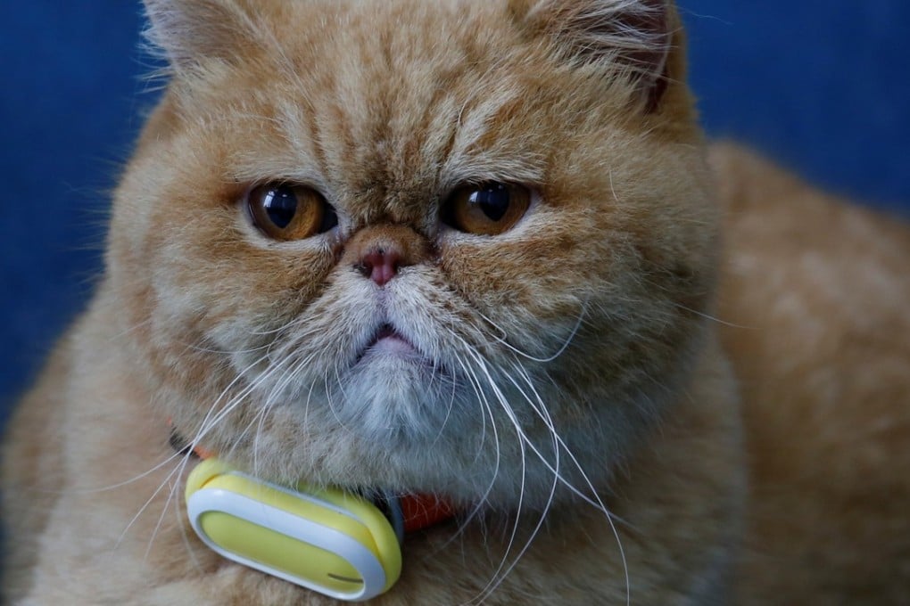 A cat wears a SmartTag activity level monitor from Hong Kong firm Suga. Photo: Reuters