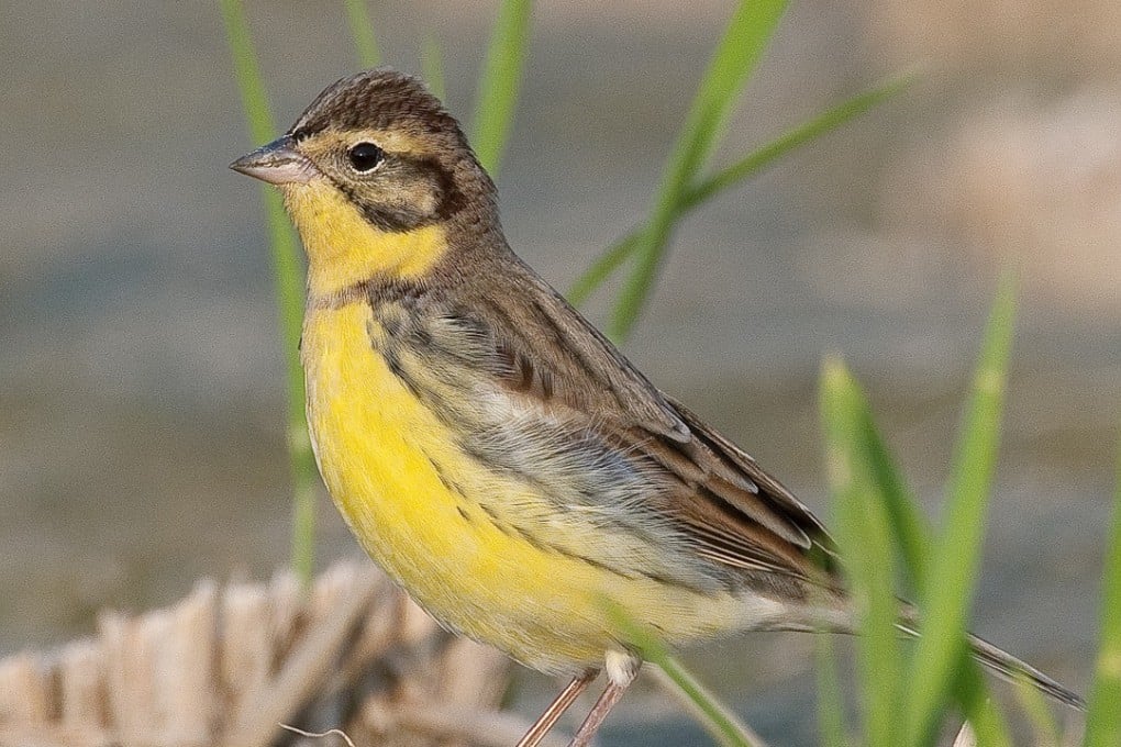 A yellow-breasted bunting. Photo: Handout