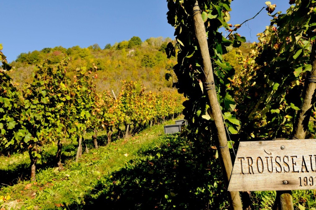 Trousseau is a popular grape in Jura. Photo: Alamy
