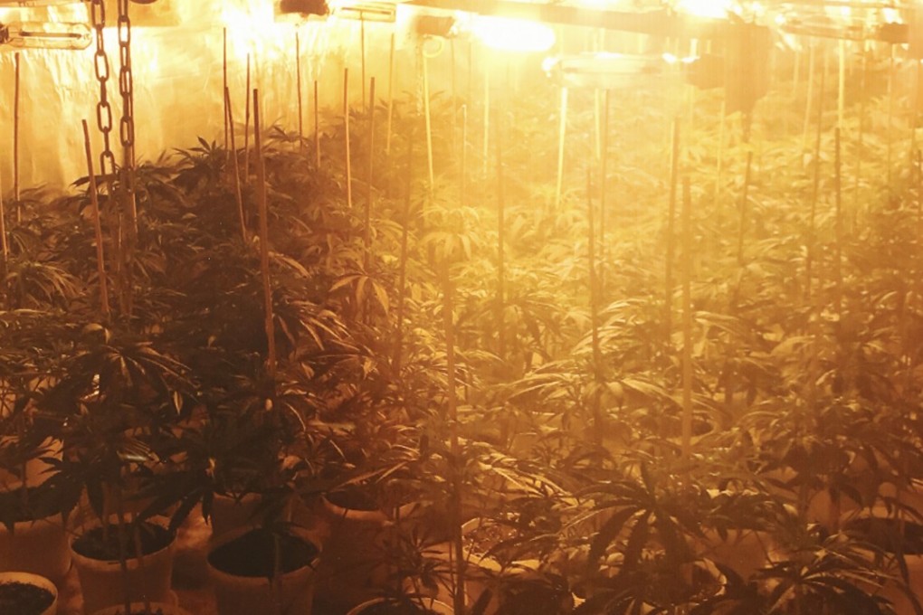 More than 2,000 marijuana plants and 24kg of herbal cannabis, with an estimated street value of HK$38 million, were seized during raids on two factory units earlier this month. Photo: Sam Tsang
