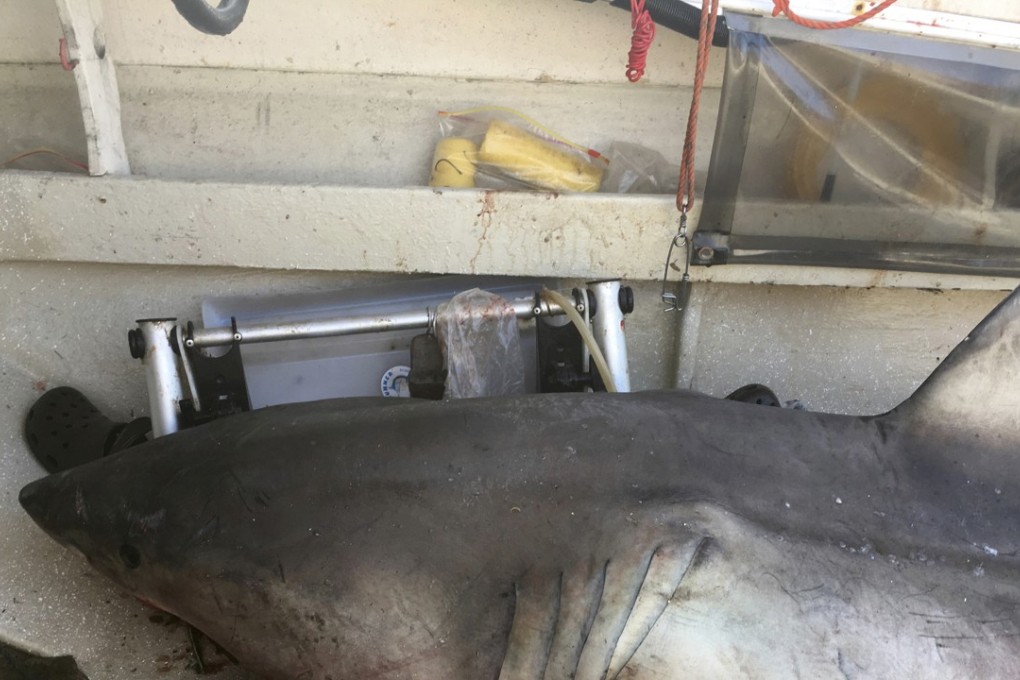 The shark, which leapt into the boat of fisherman Terry Selwood, near Evans Head in northern New South Wales state. Photo: AP