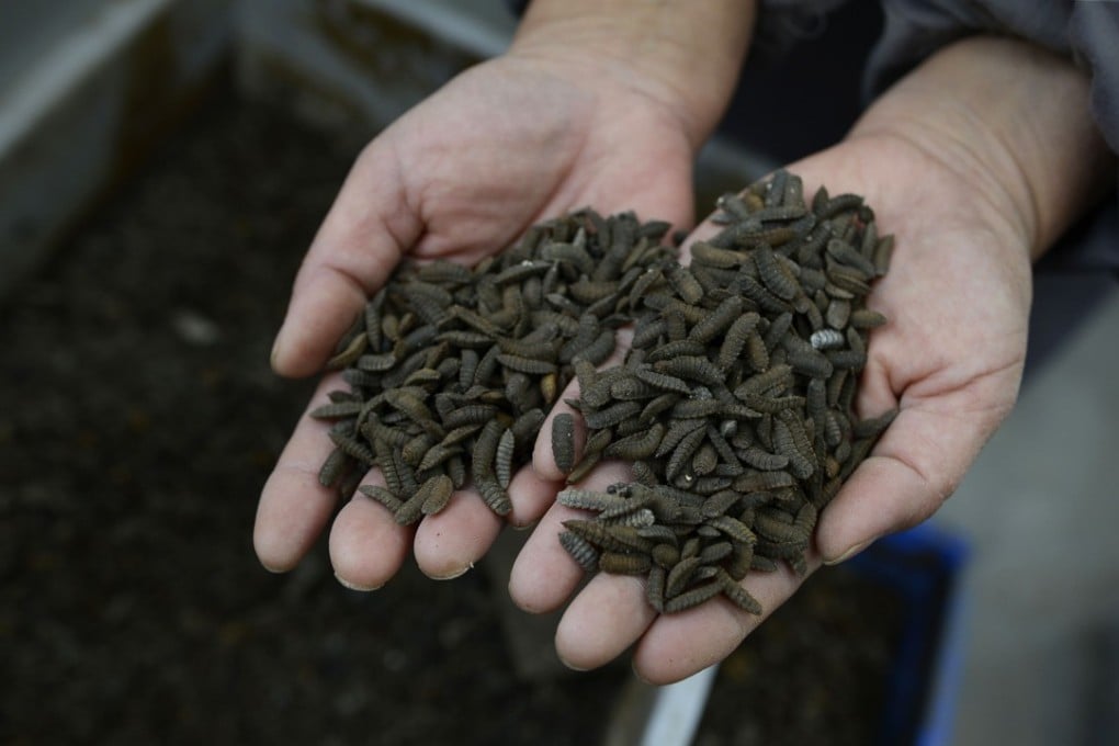 Black soldier fly larvae at a farm in Pengshan in Sichuan province. Photo: AFP