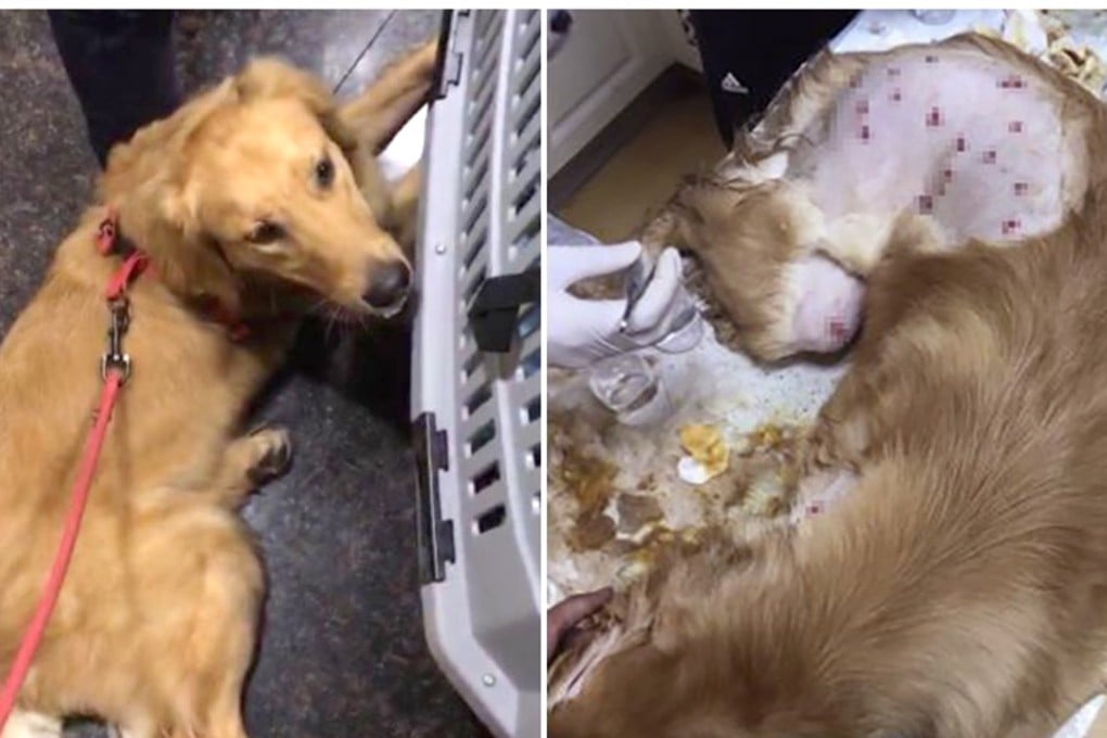 Pictures of the dog before the flight (left) and showing its injuries after it was caught. Photo: Thepaper.cn