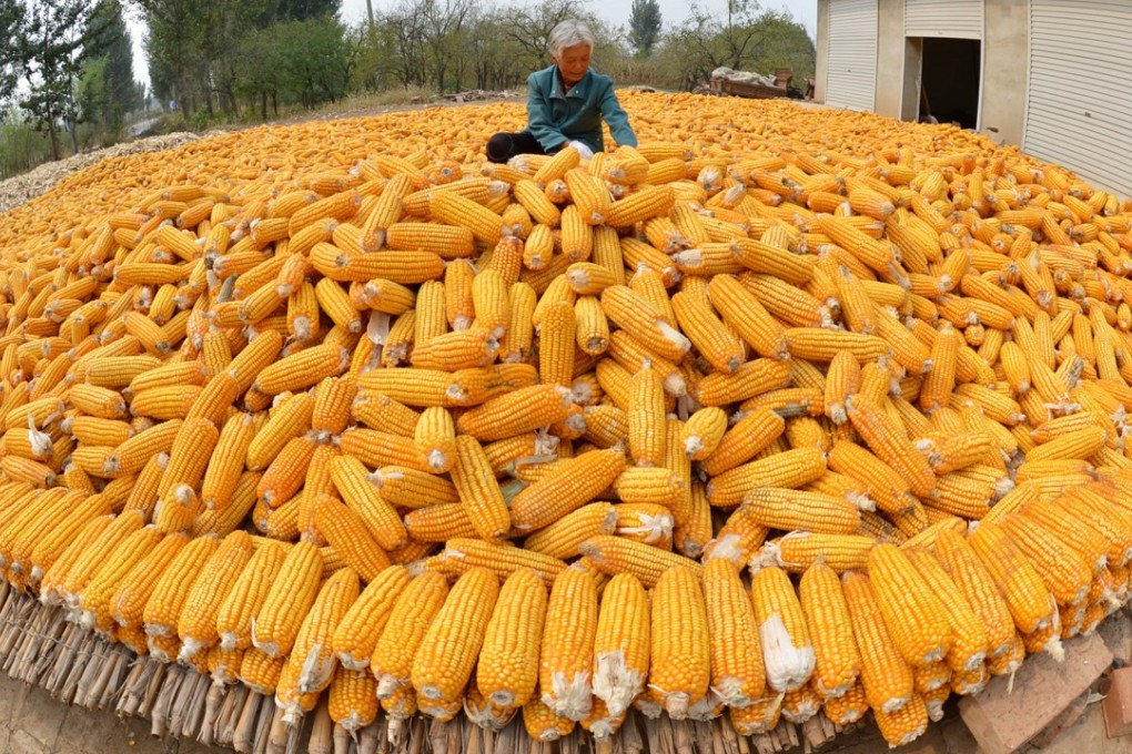 An elderly farmer dries maize in her courtyard in Botou, Hebei province, last October 12. Photo: Xinhua