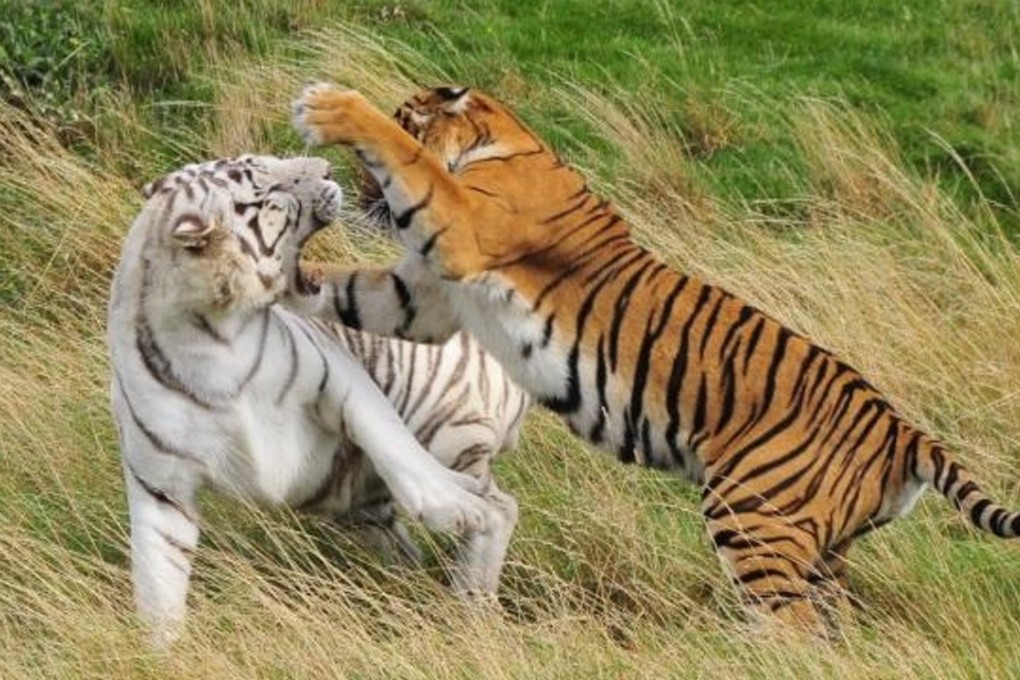 Tigers at the Hamerton Zoo Park in Cambridgeshire, where a female zookeeper was mauled to death on Monday. Photo: Hamerton Zoo Park