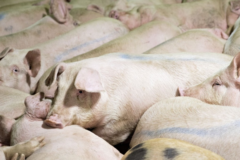 Will hogs and apples spur China’s real economy or are they just ...