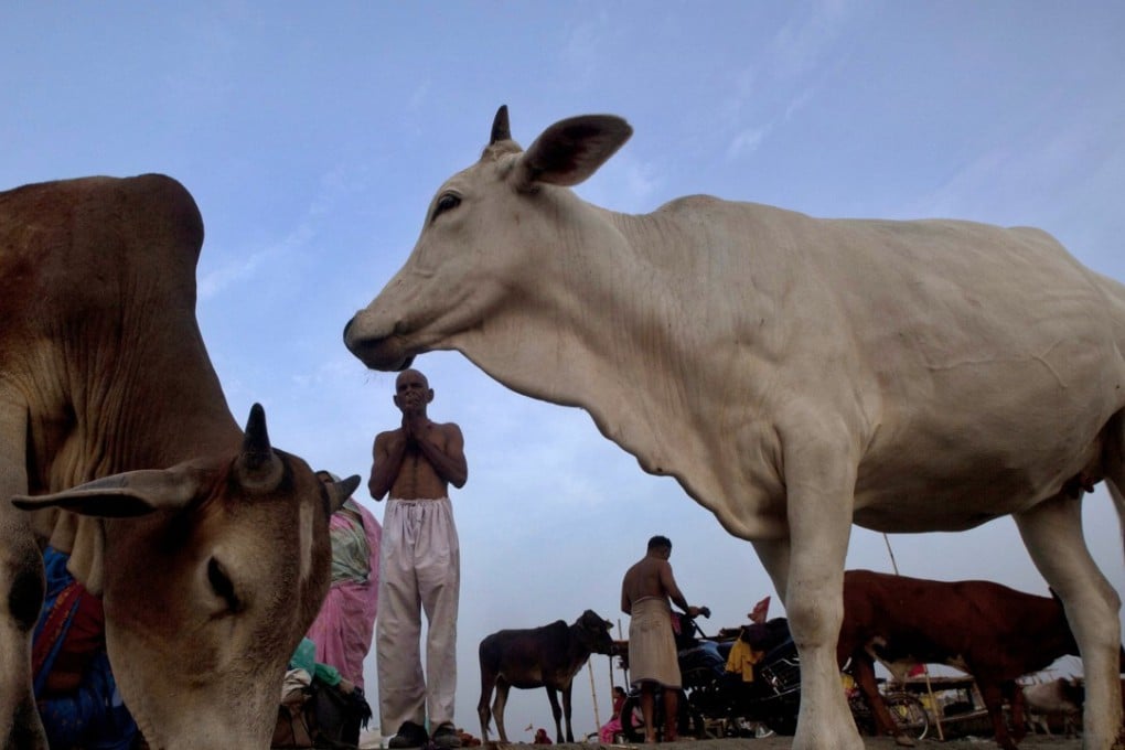 Cows which are considered holy by Hindus stray around as a Hindu devotee offers prayers to the Sun after bathing at Sangam in Allahabad, India. The Indian government has banned the sale of cows and buffaloes for slaughter. Photo: AP