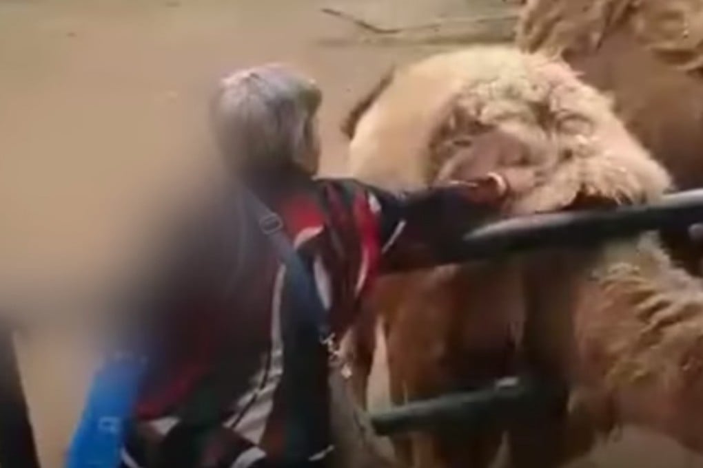 The woman pictured pulling at the camel’s coat. Photo: Sina.com.cn