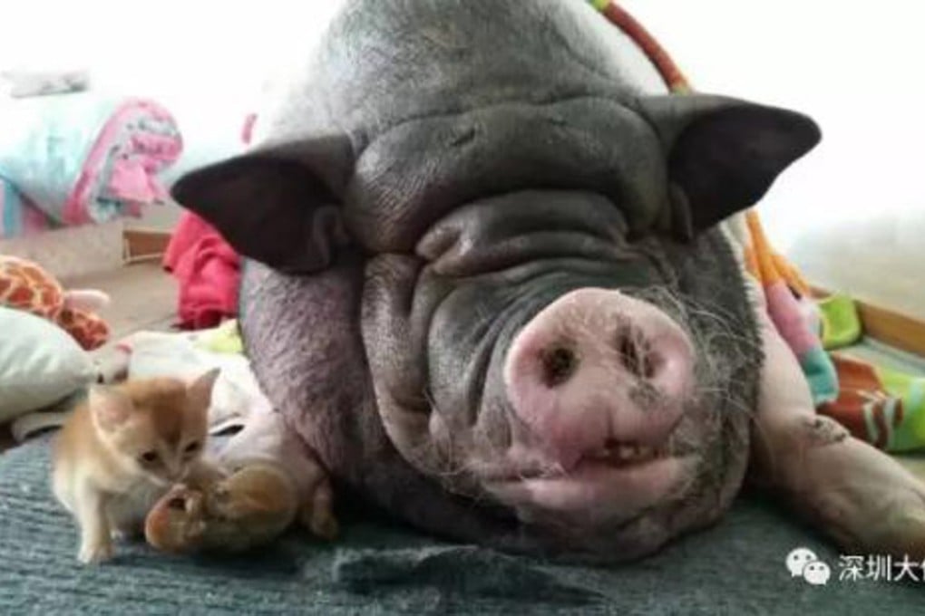The pet pig pictured at home. Photo: Handout