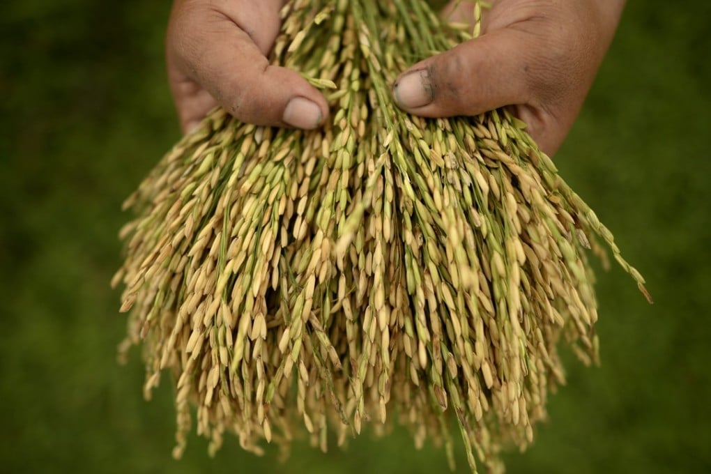 Grains from an International Rice Research Institute paddy field in Laguna, south of Manila. Photo: AFP