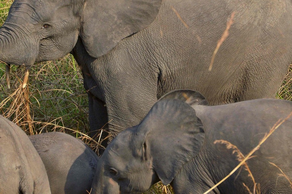 Elephant populations in Africa are facing unprecedented levels of poaching. Photo: AFP
