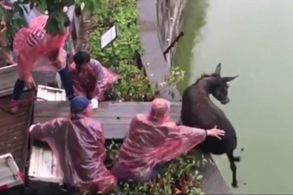 A group of men pushed a donkey into a tiger enclosure at a Chinese zoo, shocking visitors. A zoo official said the incident was related to a dispute between the zoo and a shareholder. Photo: Handout