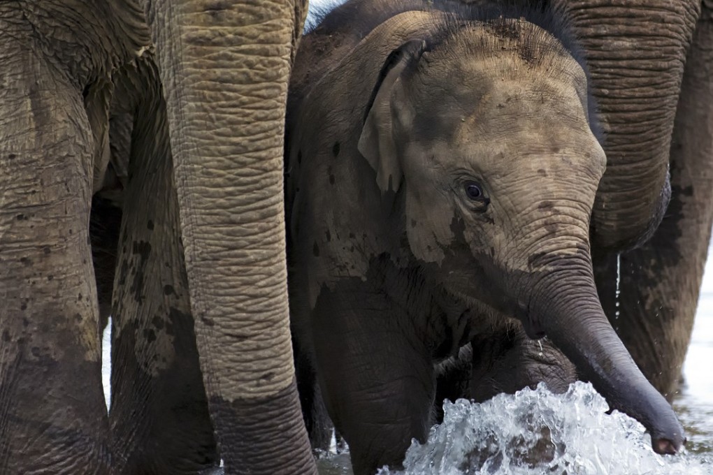 Mr Kit, a boisterous elephant calf and resident of MandaLao Elephant Sanctuary & Tours, lives it up during bathing time in the Nam Khan River on the outskirts of Luang Prabang. Photo: Paul Wager
