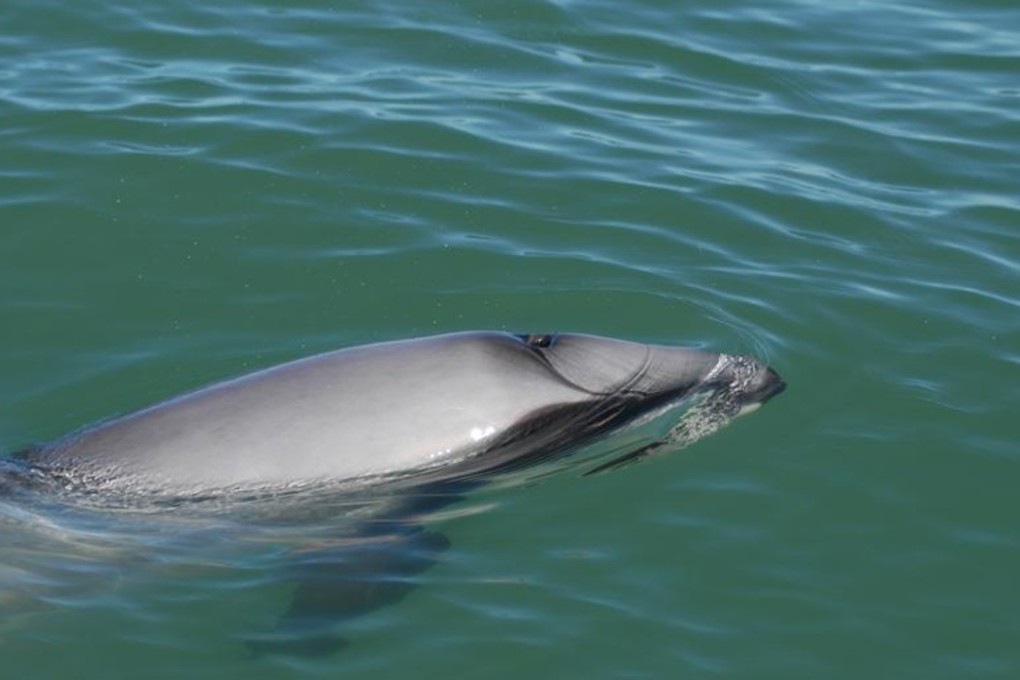 Scientists are set to eavesdrop on the critically endangered Maui dolphin, as part of a year-long, NIWA-led project. Photo: New Zealand Morning Herald