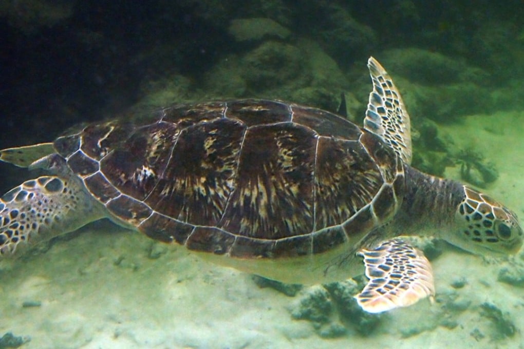Hong Kong waters are home to a variety of creatures, including green turtles. Photo: Handout