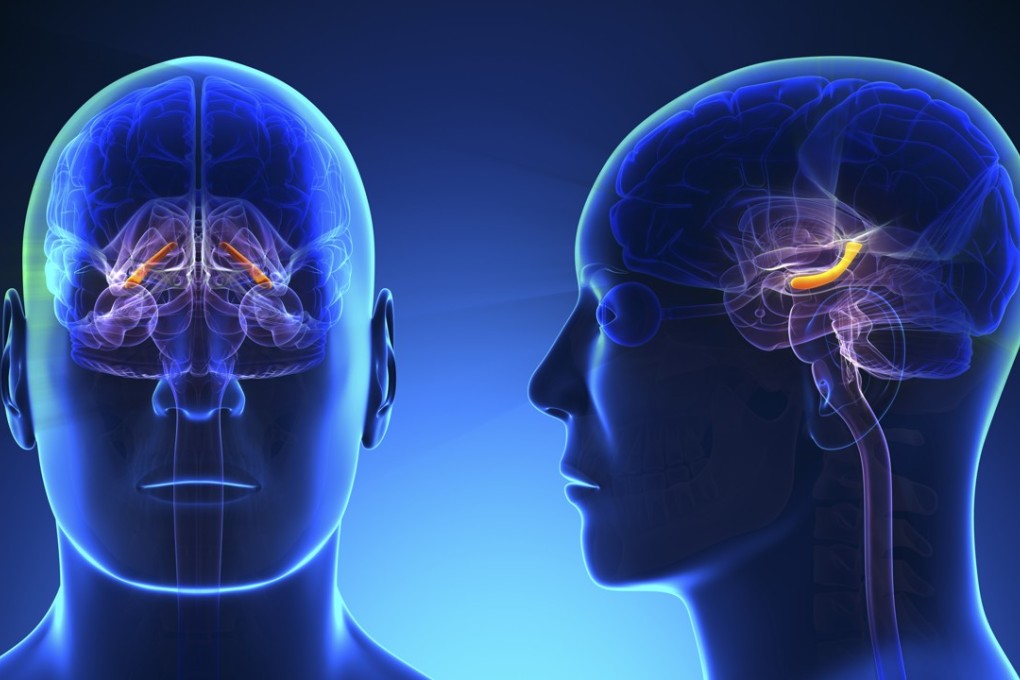 Moderate alcohol consumption over a number of decades damages the hippocampus. Photo: Shutterstock