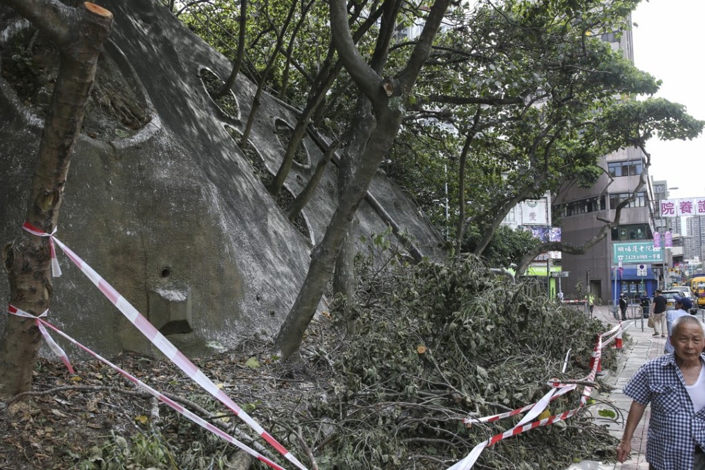 The aftermath of the tree pruning operation at Kwong Fuk Road. Photo: Sam Tsang