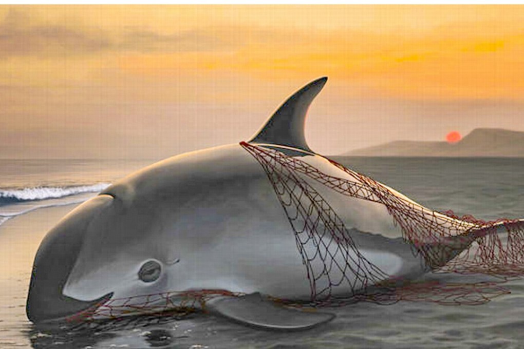 The vaquita are at risk of being caught in fishing nets. Photo: Federique Lucas/Viva Vaquita