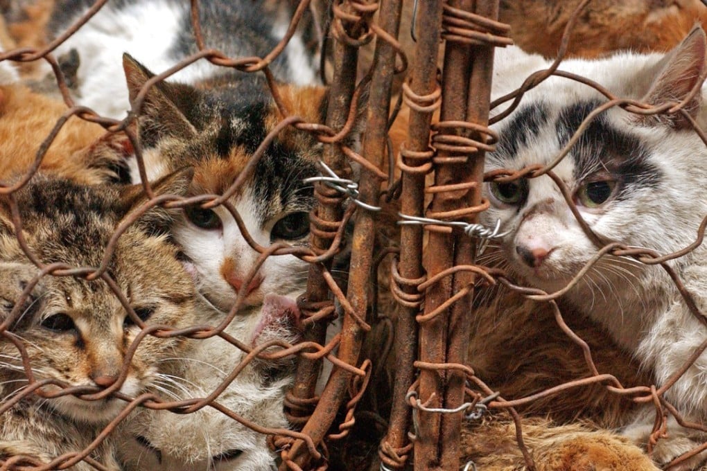 Cats are crammed into a cage at a market in Guangzhou that specialises in selling live cat meat. In the Jiangsu case, police said the man could have sold the cats for up to 30 yuan. Photo: Handout
