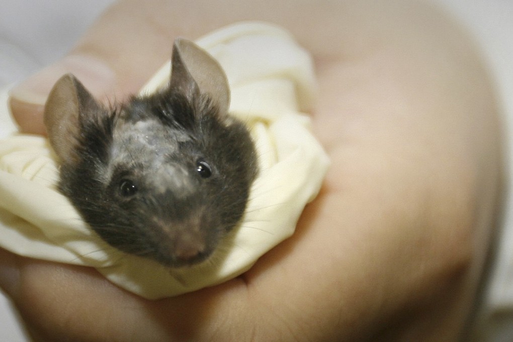 A pioneering stem cell treatment developed by scientists at Oper Technology, a biotechnology start-up attached to Hong Kong Baptist University, has proven to be “very successful” when tested on rats, especially in cases of Parkinson’s. Its co-founder suggests the method could eventually become an “ultimate treatment” for the disease. Photo: Reuters