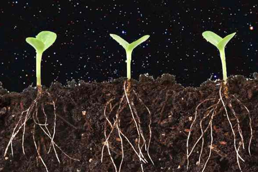 China’s latest project is to try to grow crops and raise insects on the moon. Photo: Handout